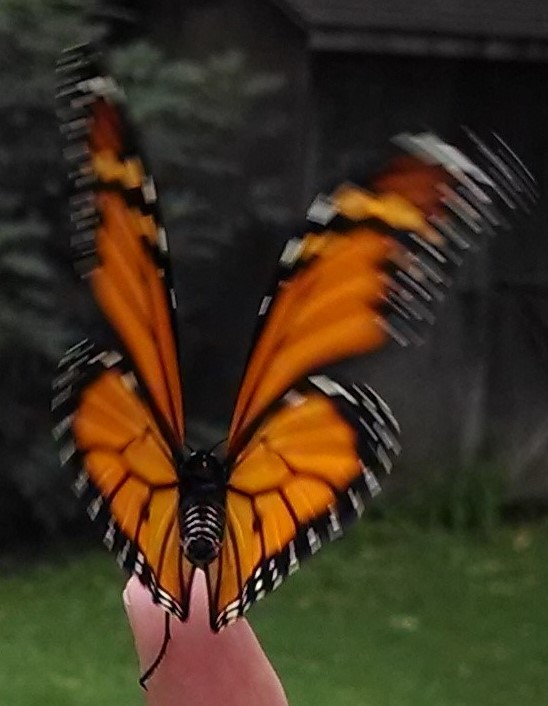 Monarch butterfly taking off